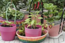 Plántulas de albahaca en macetas de plástico rosa, y plantas de tomate y fresa en cestas de plástico tejido - foto de stock