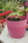 Basil seedlings in a pink plastic pot on a garden table — Stock Photo