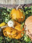 Elevated daytime view of various pumpkins in a garden — Stock Photo