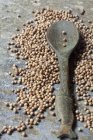 Семена кориандра с ложкой — стоковое фото