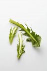 Fresh raw green catalogna on white background — Stock Photo