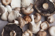 Frisch gepflückte Pilze — Stockfoto