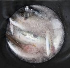 Pescado fresco sobre hielo - foto de stock