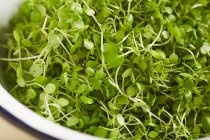 Closeup view of fresh green cress in a bowl — Stock Photo