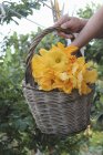 Mãos segurando cesta de flores courgette — Fotografia de Stock