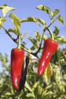 Chilli peppers growing on plant — Stock Photo
