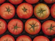 Tomates ecológicos rojos - foto de stock