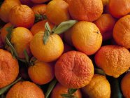 Shasta Gold mandarins — Stock Photo