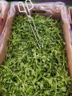Pea sprouts at market — Stock Photo