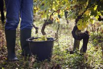 Сбор винограда с растений — стоковое фото