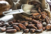 Granos de cacao crudos - foto de stock