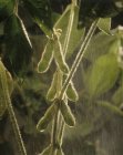 Grüne Sojabohnenschoten — Stockfoto