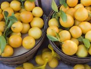 Limões frescos colhidos — Fotografia de Stock