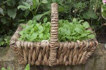 Uma cesta grosseiramente tecida em uma parede de pedra cheia de mudas bok choy — Fotografia de Stock