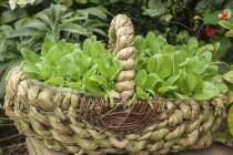 A roughly woven basket outside filled with reddish seedlings — Stock Photo