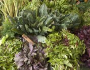 Fresh herbs and kale — Stock Photo