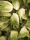 Cos lettuce heads — Stock Photo