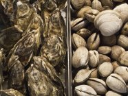 Frische Austern und Venusmuscheln — Stockfoto
