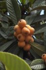 Loquats creciendo en el árbol - foto de stock