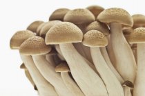 Cogumelos Shimeji, close-up — Fotografia de Stock