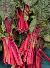 Bunches of red-stemmed chard — Stock Photo