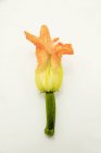 Flor fresca del calabacín - foto de stock