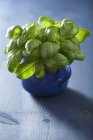 Basilico fresco che cresce in tazza blu — Foto stock