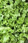 Fresh picked Kale — Stock Photo