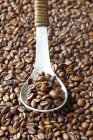 Coffee beans with spoon — Stock Photo