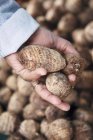 Una persona che tiene in mano le radici del taro — Foto stock