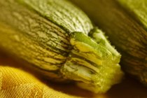 Fresh picked Courgette — Stock Photo