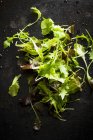 Свіжовимиті листя салату — стокове фото