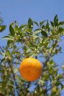 Mandarine mûre sur branche — Photo de stock