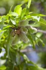 Green almonds on tree — Stock Photo
