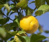 Limão crescendo na árvore — Fotografia de Stock