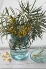 Razze di bacche di olivello spinoso — Foto stock