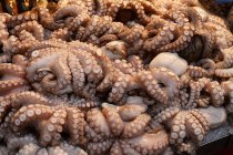 Fresh raw Octopuses — Stock Photo