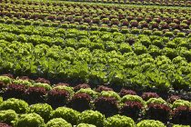 Salat wächst auf dem Feld — Stockfoto