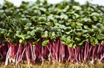 Closeup view of fresh cress sprouts — Stock Photo
