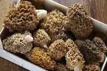 Cogumelos morel frescos colhidos — Fotografia de Stock