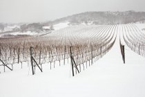 Vista diurna di un vigneto austriaco in inverno con neve — Foto stock