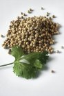 Coriander seeds with leaf — Stock Photo