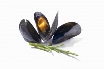 Mussels with open shell — Stock Photo
