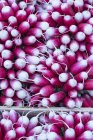 Fresh pink Radishes — Stock Photo
