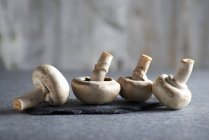 Quatro cogumelos frescos — Fotografia de Stock