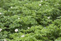 Цвітіння рослин картоплі в полі на відкритому повітрі — стокове фото