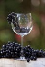 Uvas con copa de vino - foto de stock