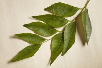 Веточка свежих листьев карри — стоковое фото