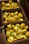 Zucca padella gialla — Foto stock