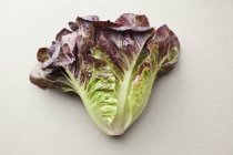 Батавийский салат — стоковое фото